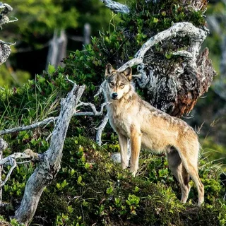 British Columbian Wolves: Habitat, Behavior, Diet, and Conservation Insights